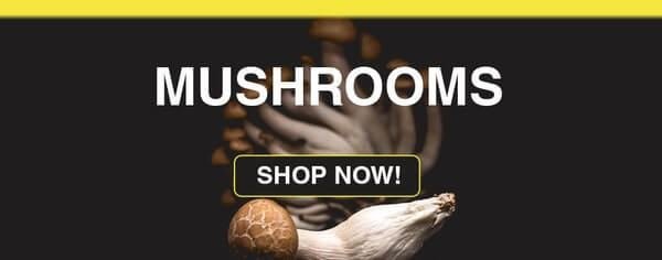 Magic mushrooms - buy weed online Canada