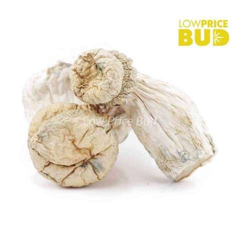Mushrooms – Leucistic