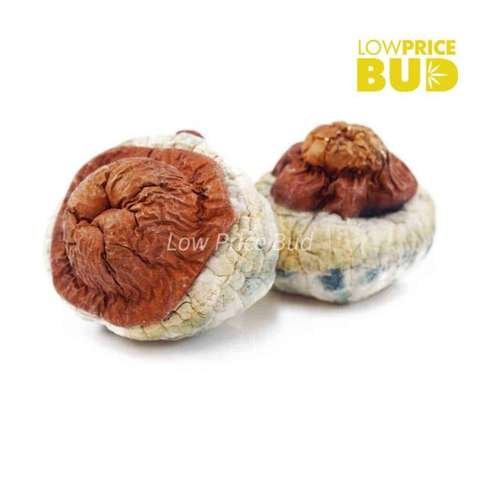 Mushrooms – Wollongong