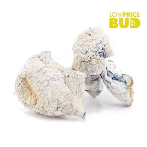 Mushrooms – Albino Makilla Gorilla (Exotic)