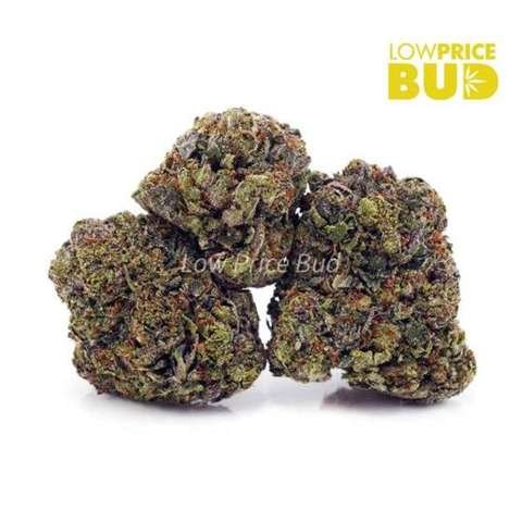 Hindu Kush (AAA)