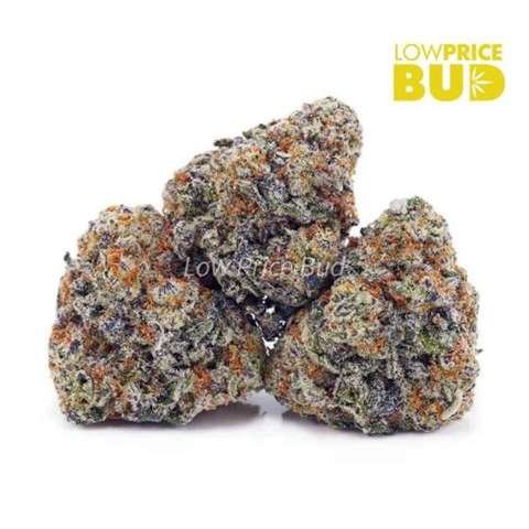 Colombian Gold (AAAA)
