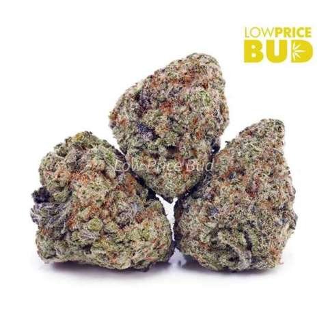 Dragonfruit Gelato (Craft Cannabis)