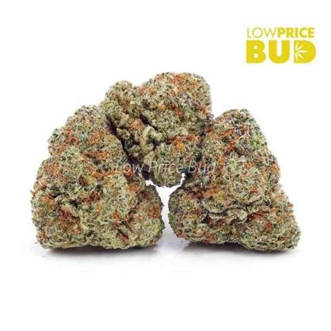 Northern Lights (AAA)