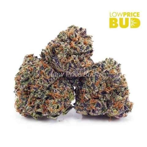 Blueberry Cough (AAAA)