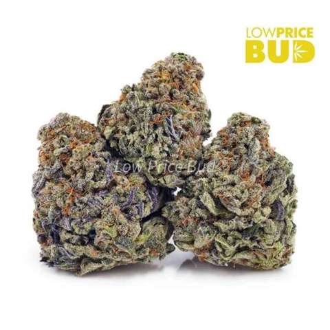 White Rhino (AAA)
