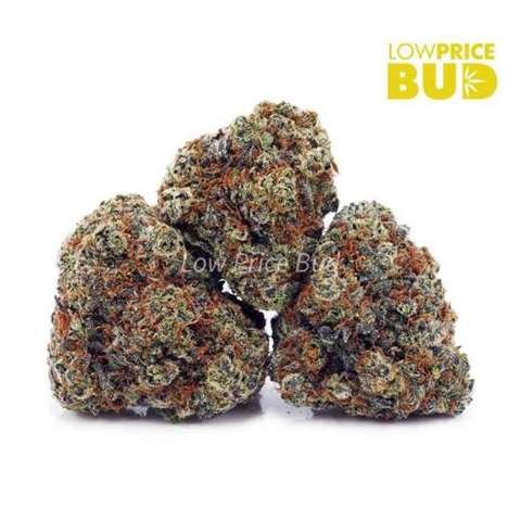 Snoop Dog OG (AAAA)
