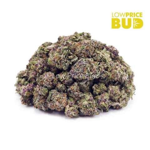 Astro Pink (AAAA) – Popcorn Nugs