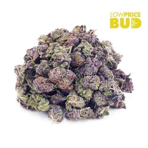 White Truffle (AAAA) – Popcorn Nugs