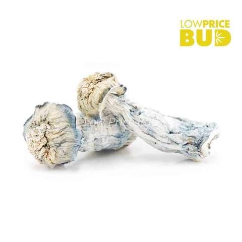 Mushrooms – Blue Ghost