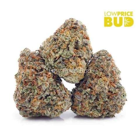 Nirvana (AAA)