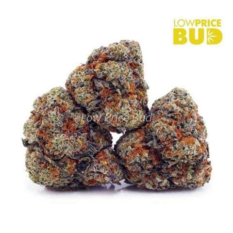King Tut (AAA)