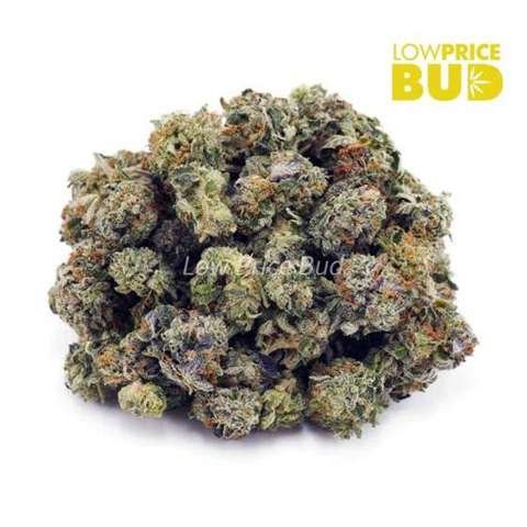 Platinum Cookies (AAAA) – Popcorn Nugs