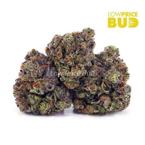 Master Kush Ultra (AAAA)