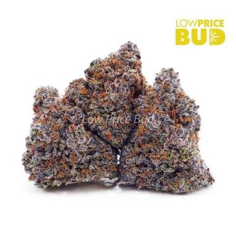 Gorilla Mintz (AAAA)