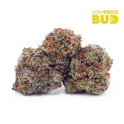 King Louie XIII (AA)