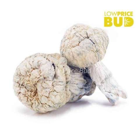 Mushrooms – Iceberg