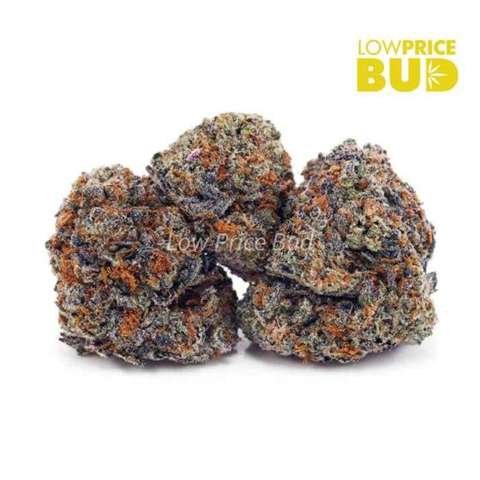 Pink Champagne (AAAA)