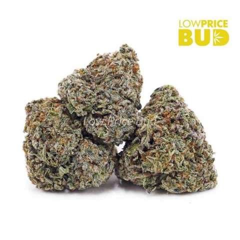 Hawaiian Snow (AA)