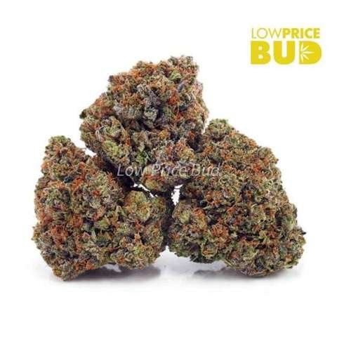 Pink Bubba (AAA)