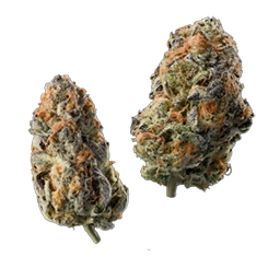 AAAA weed in Canada: what the grading letters really mean
